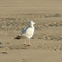 stupid bird